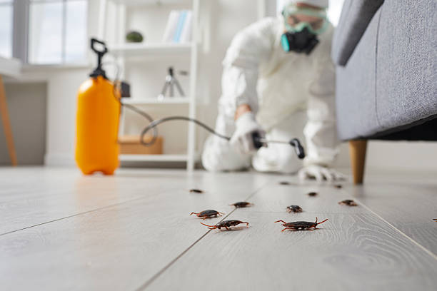 Commercial Rodent Management in Potterville